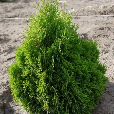 Туя МИКИ западная в Петрозаводске