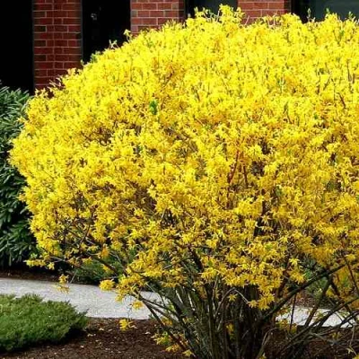 Форзиция ЛИНВУД в Петрозаводске