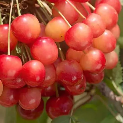 Черешня ЮЛИЯ в Петрозаводске