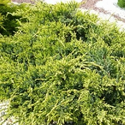 Можжевельник ГОЛД СТАР средний в Петрозаводске