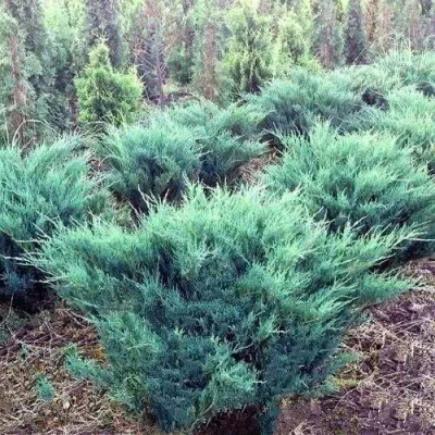 Можжевельник БЛЮ ДАНУБ казацкий в Петрозаводске