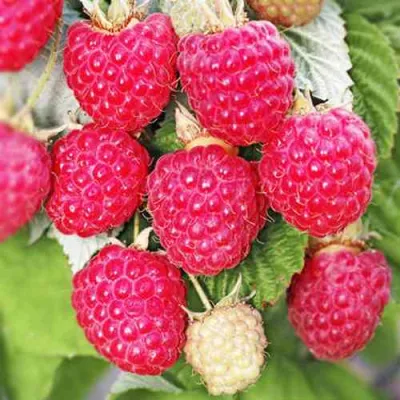 Малина ОКТАВИЯ в Петрозаводске