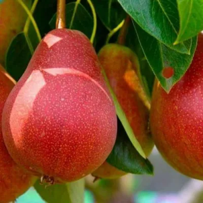 Груша ГЕРА в Петрозаводске