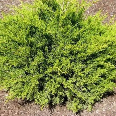 Можжевельник ИЗАБЕЛИН китайский в Петрозаводске