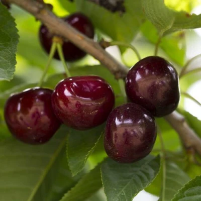 Вишня ЛАСУХА в Петрозаводске