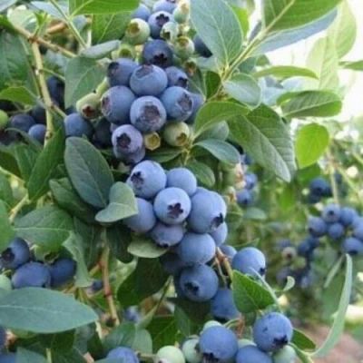 Голубика ЭЛЛИОТ в Петрозаводске