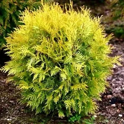 Туя ГЛОБОЗА АУРЕА западная в Петрозаводске