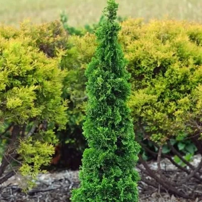 Туя СПИРАЛИС МИНИ западная в Петрозаводске