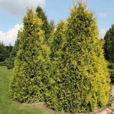 Туя АУРЕОСПИКАТА западная в Петрозаводске