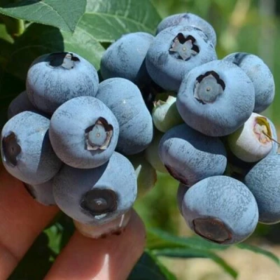 Голубика НЕЛЬСОН в Петрозаводске