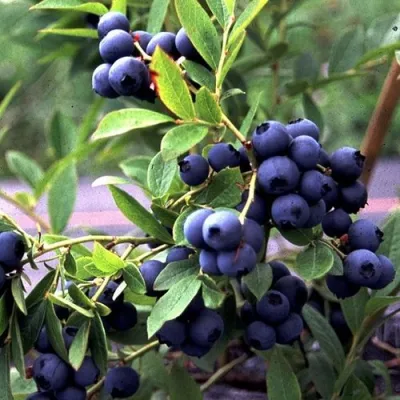 Голубика ДЖЕРСИ в Петрозаводске