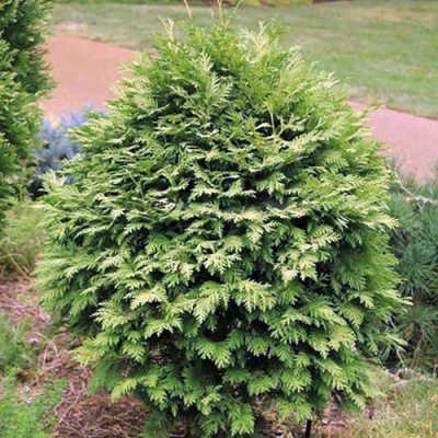 Туя ВАРЕАНА ЛЮТЕСЦЕНС западная в Петрозаводске