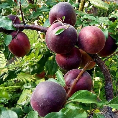 Шарафуга БЕЛЛА РОЯЛЬ в Петрозаводске