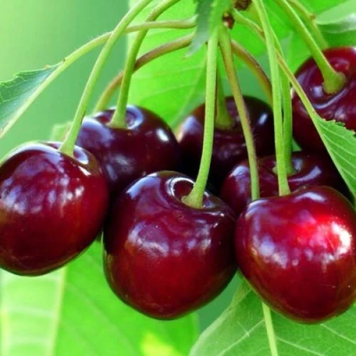 Вишня ВЯНОК в Петрозаводске