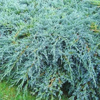 Можжевельник БЛЮ КАРПЕТ чешуйчатый в Петрозаводске