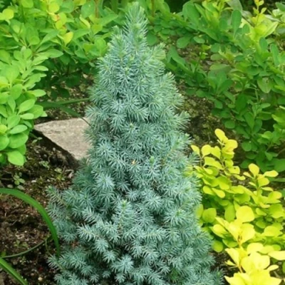 Ель КОНИКА сизая в Петрозаводске