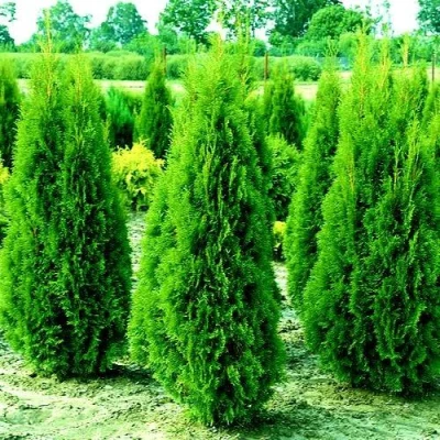 Туя ВИДМАНТ западная в Петрозаводске