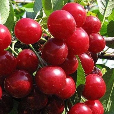 Вишня ГЛУБОКСКАЯ в Петрозаводске