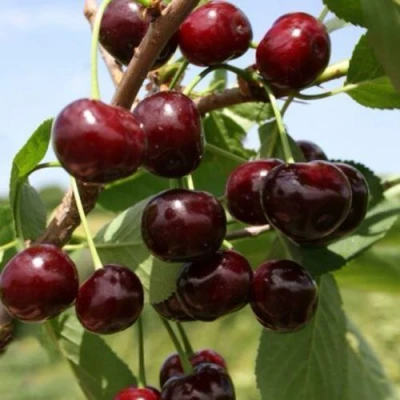 Вишня ГРИОТ БЕЛОРУССКИЙ в Петрозаводске