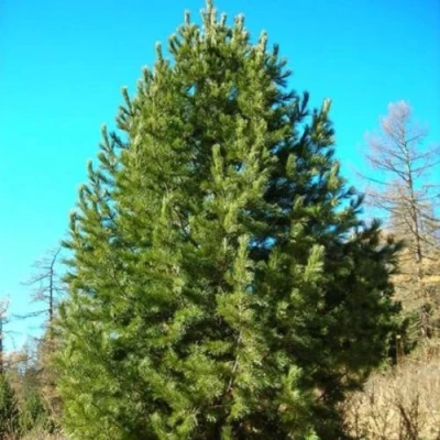 Сосна кедровая сибирская в Петрозаводске