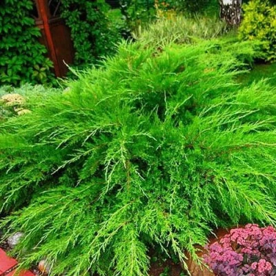 Можжевельник средний Mint Julep (МИНТ ДЖУЛЕП) в Петрозаводске