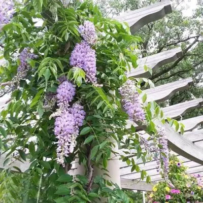 Глициния макростахия БЛЮ МУН в Петрозаводске