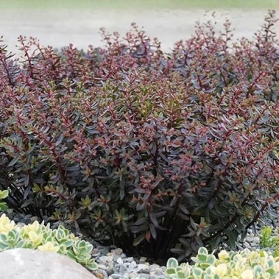 Очиток (седум) САНСПАРКЛЕР ДЖЕЙД ТАФФЕТ в Петрозаводске