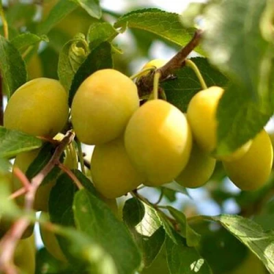 Слива ОЧАКОВСКАЯ ЖЕЛТАЯ в Петрозаводске