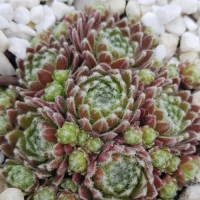 Молодило МОРКЕРС МЕРИТ в Петрозаводске