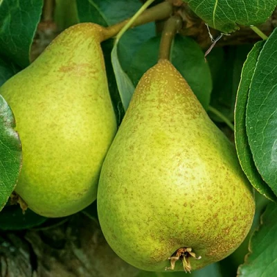 Груша Г-6 колонновидная в Петрозаводске