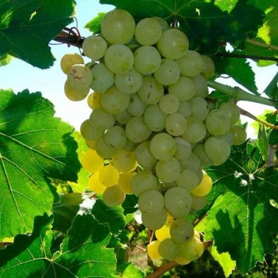 виноград кишмиш мускатный