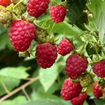 Малина ПРИМАРА в Петрозаводске