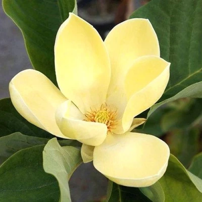 Магнолия ЕЛЛОУ ЛАНТЕРН в Петрозаводске