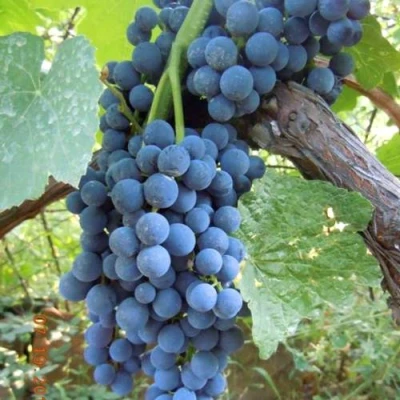 Виноград ВЕНУС в Петрозаводске