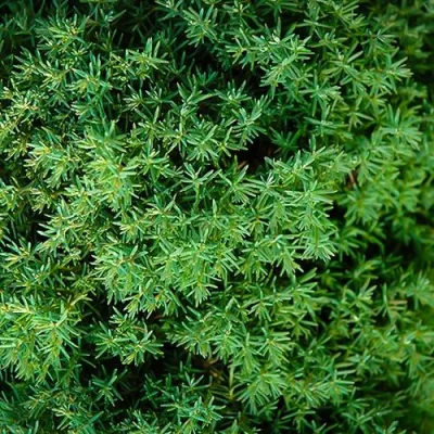 Туя ТЕДДИ западная в Петрозаводске