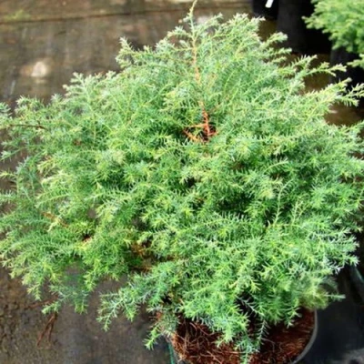 Кипарисовик СКВАРРОЗА горохоплодный в Петрозаводске