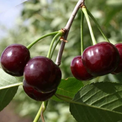 Вишня ЖАДАНА в Петрозаводске