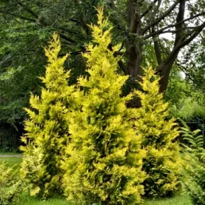 Туя ГОЛДЕН БРАБАНТ западная в Петрозаводске