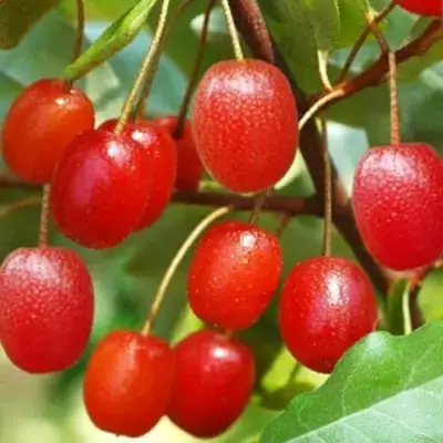 Гуми ТАИСА (ЛОХ МНОГОЦВЕТКОВЫЙ) в Петрозаводске