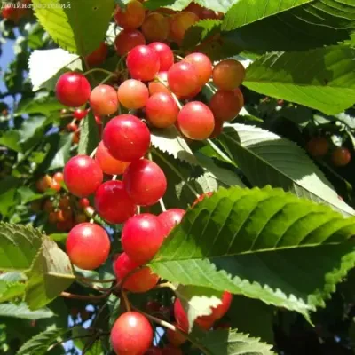 Черешня БРЯНСКАЯ РОЗОВАЯ в Петрозаводске