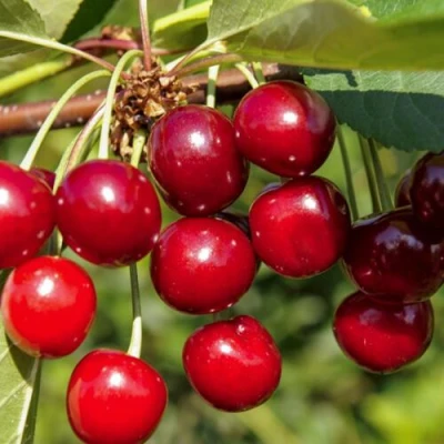 Вишня ЛЮБСКАЯ в Петрозаводске