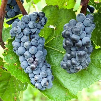 Виноград ВЭЛИАНТ в Петрозаводске