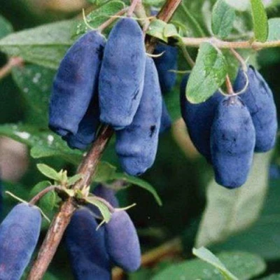 саженцы жимолости лазурная