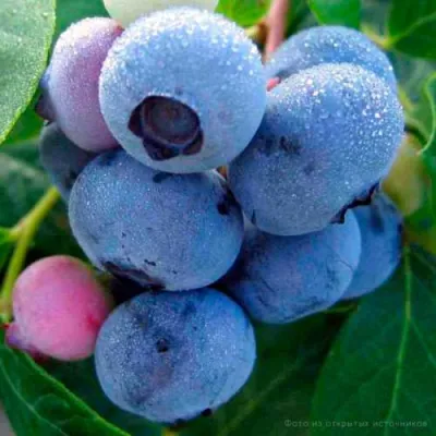 Голубика БОНИФАЦИЙ в Петрозаводске