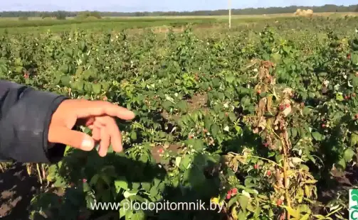 Превью видео