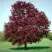 Клен РОЯЛ РЕД остролистный в Петрозаводске