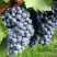 Виноград ВЭЛИАНТ в Петрозаводске