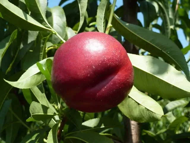 плоды нектарина плоды нектарина