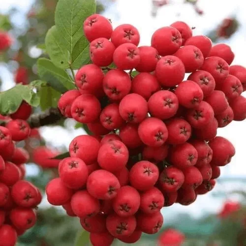 Саженцы рябины