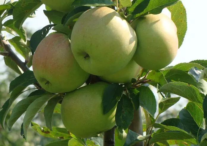 Саженцы колонновидных яблонь Саженцы колонновидных яблонь